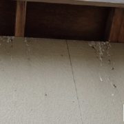 鳥害